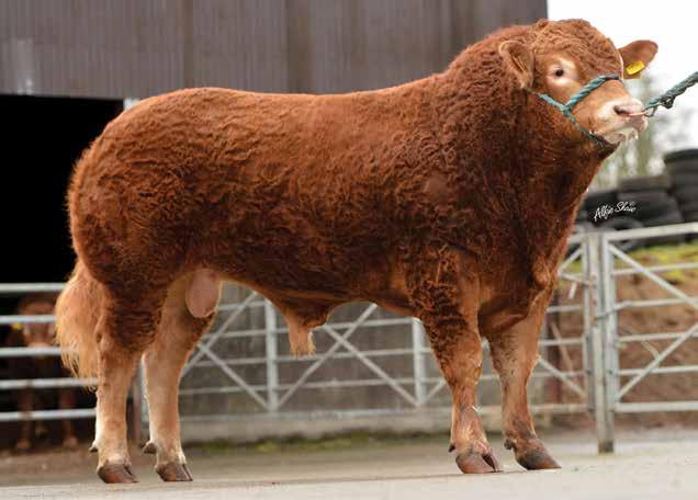IFOR Ampertaine Ifor Sire: Ampertaine Foreman Dam: Ampertaine Vera Ear Tag: UK 9564385/889-7 HB No: MGD13-8897 DOB: 26.09.