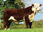 Fertility Boost AI Services offers a selection of mixed beef semen.