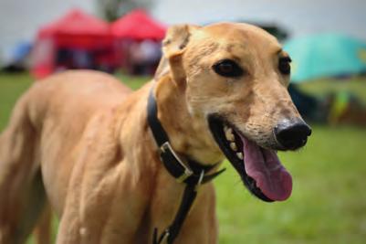An indoor kennel can be a safe place for your dog to retreat to if he feels worried and needs his own space. It can also be used as a training aid for your greyhound.