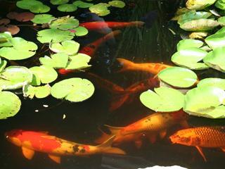 popular in aquaculture and fish farming and have found their way into many aquaponic systems recently.