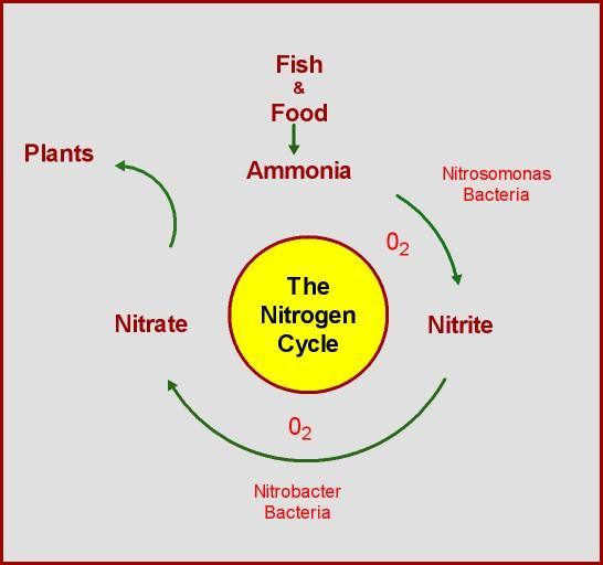 In order to understand why bacteria are so important for your aquaponic system, you have to understand how the nitrogen cycle works.