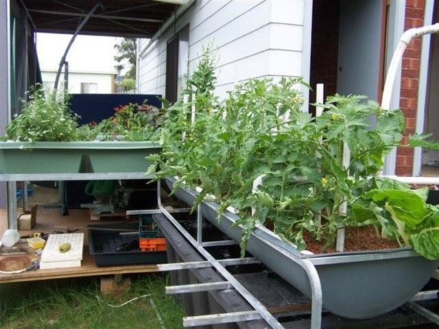 Backyard aquaponics has been mentioned a few times throughout this book.