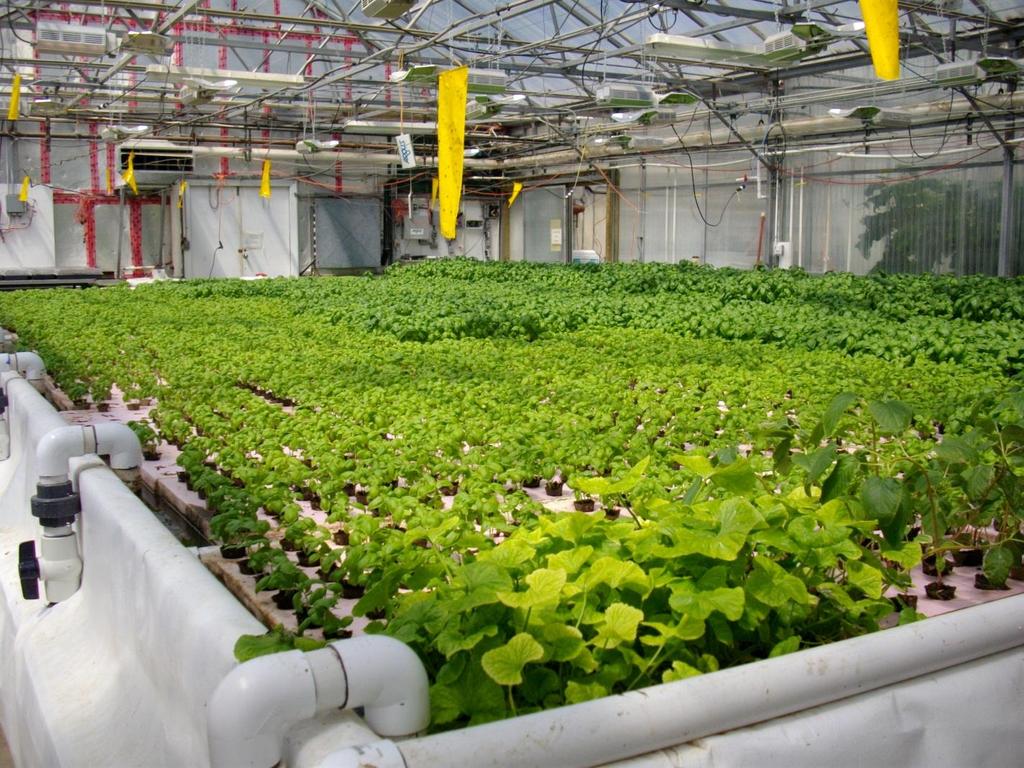 You may have heard a lot about a new method of sustainable food production called aquaponics that helps save you money while giving you the highest quality organic food possible.