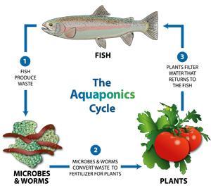 1. What is Aquaponics? Aquaponics is a combination of two different food cultivation methods. Hydroponics: A sustainable method of growing plants in water without soil.