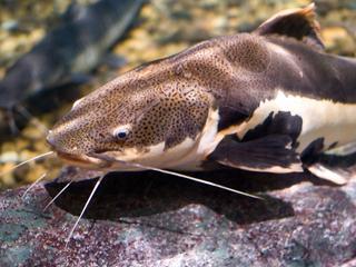 There are several types of different catfish available but one of the most popular types used in aquaponics is the channel catfish.