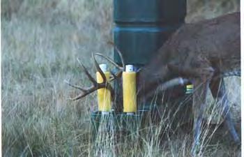 Control ticks on deer