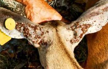 bait station Deer ticks Deer
