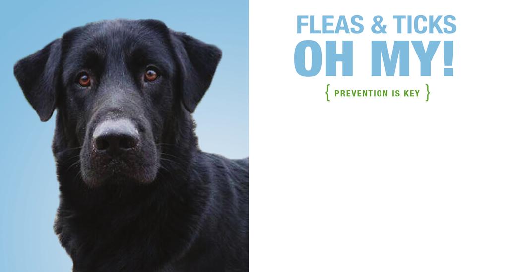 Fleas and ticks are one of the most common problems for our furry friends.