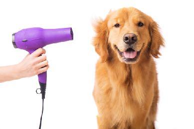 3Get Them Used To Equipment In addition to the handling they should also be using the various grooming equipment on their dogs often at home so that they are used to it and it s just