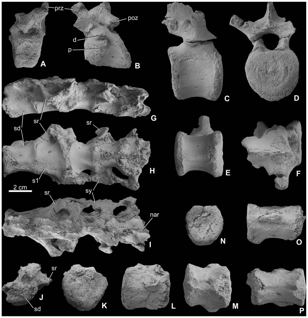 Figure 5. Vertebrae of Mochlodon vorosi n. sp. from the Upper Cretaceous Csehbánya Formation, Iharkút, western Hungary. A, cervical vertebra (MTM 2012.19.