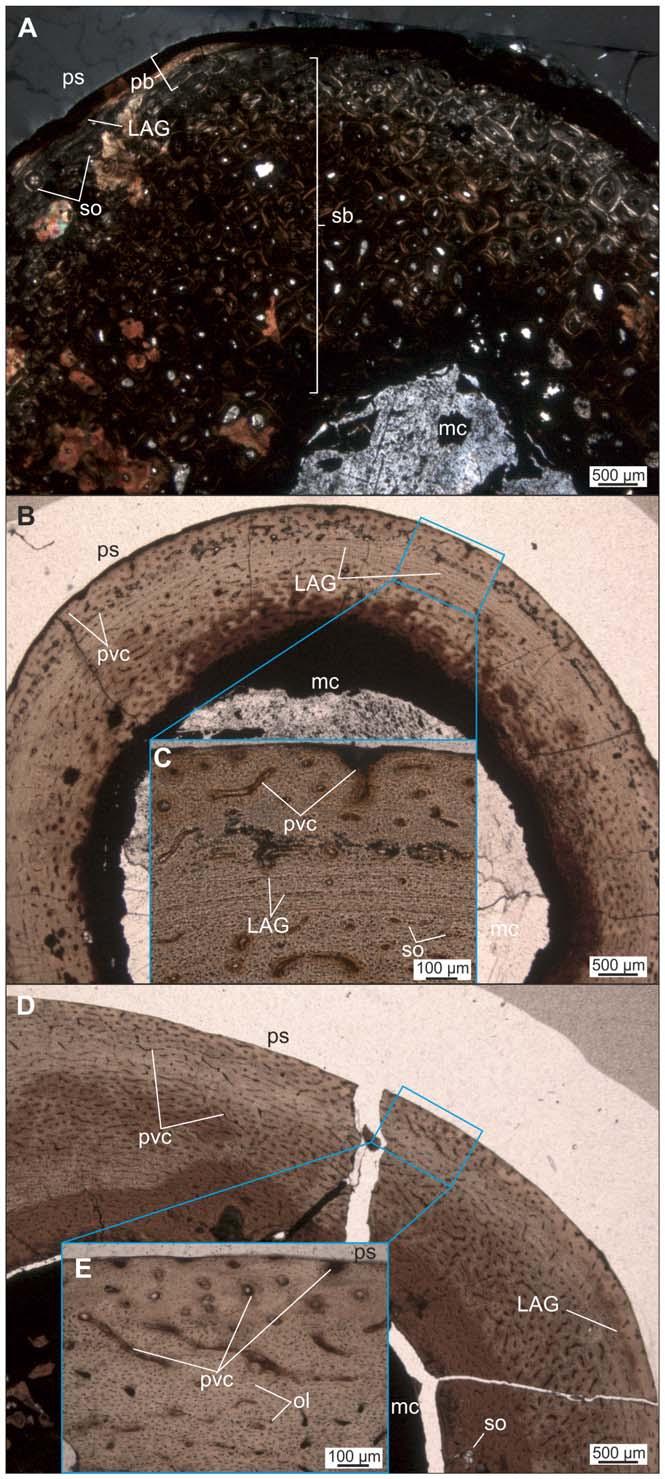 million years from their closest relatives within Ornithopoda (see also [27]). Figure 11. Thin sections of different long bones of Mochlodon suessi.