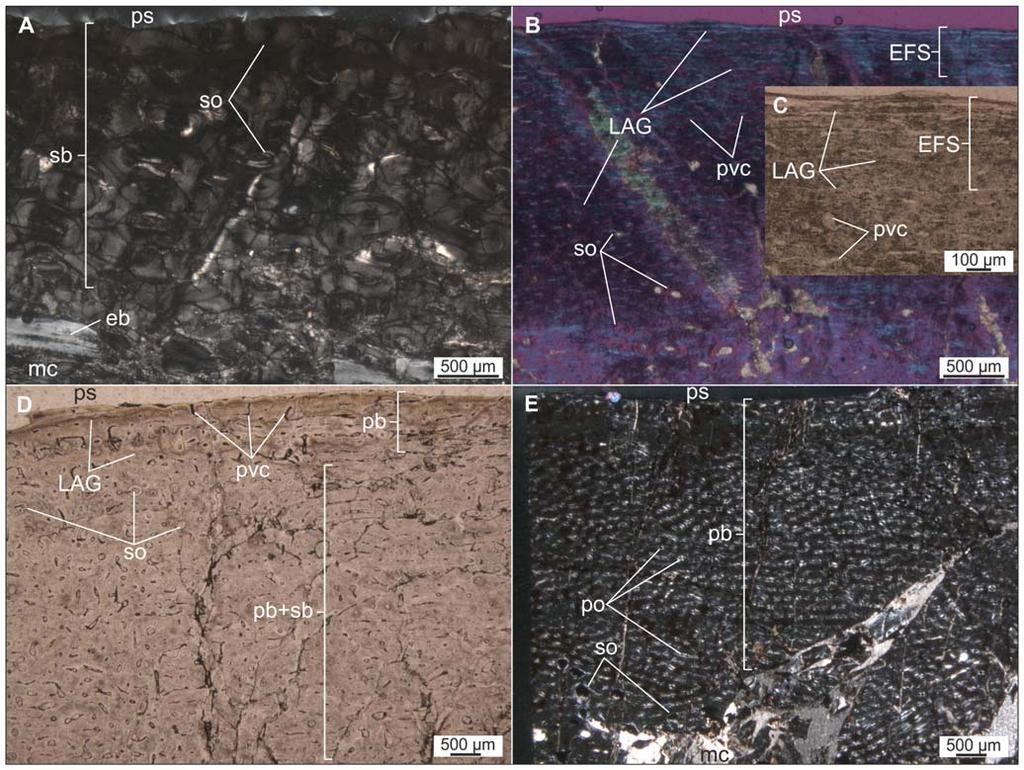 Figure 12. Thin sections of limb bones of Rhabdodon sp. Based on bone microstructure, adult (A C), late juvenile (D) and juvenile (E) ontogenetic stages can be identified. A.