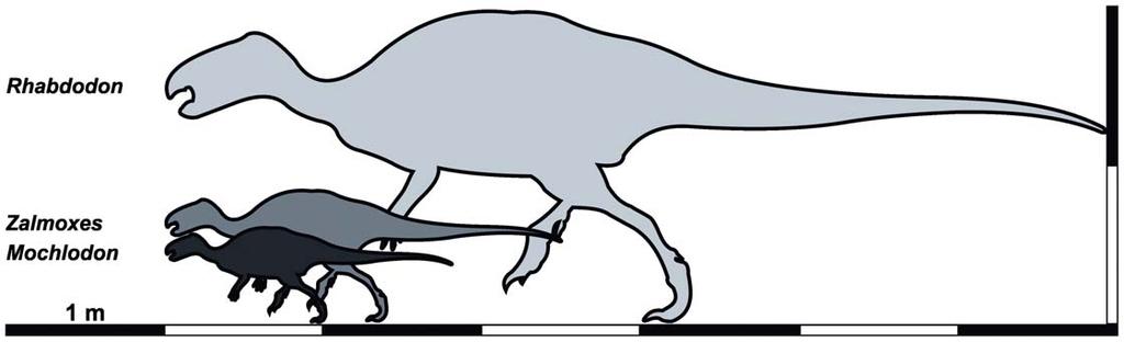Figure 14. Quantitative reconstruction of body size evolution among non-hadrosauriform ornithopods.