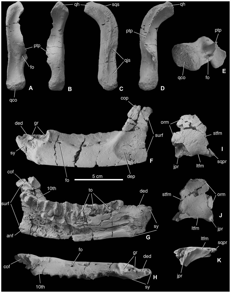 Figure 2. Cranial remains of Mochlodon vorosi n. sp. from the Upper Cretaceous Csehbánya Formation, Iharkút, western Hungary. A, right quadrate (MTM V 2010.111.