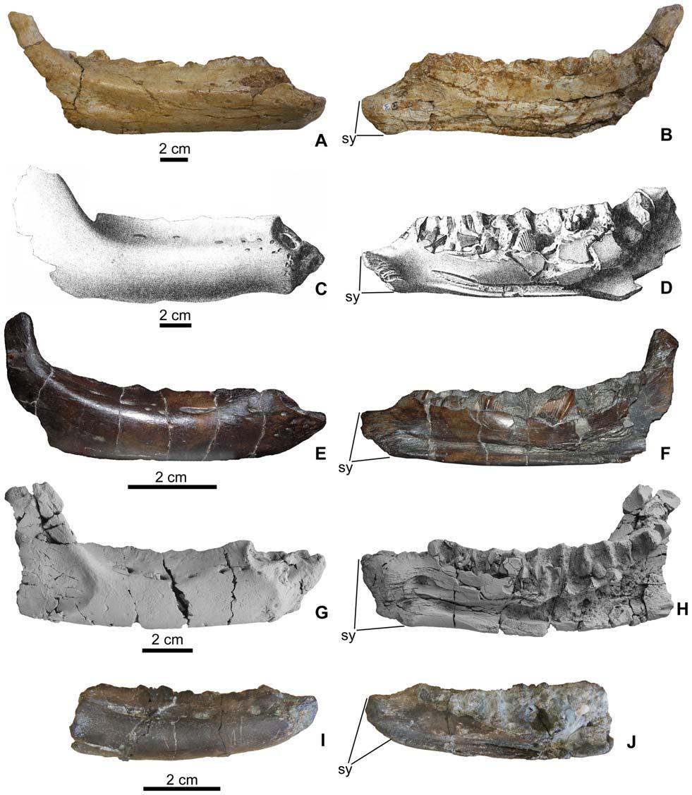 Figure 3. Comparison of rhabdodontid dentaries. A, Rhabdodon sp.