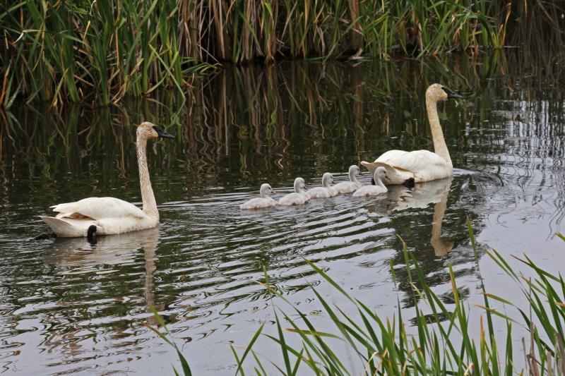 After chasing off the 2009 cygnets, Solo and his mate nested again on Cheever Lake. They successfully hatched 5 eggs and reared all of these cygnets to flight age (below).