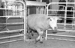 2 Eligible expenses: Livestock Welfare Producer Program Implementation of humane methods of livestock euthanasia Adoption of