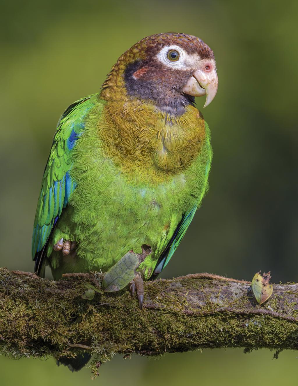 Tim Zurowski Brow-hooded parrot (Pyrilia
