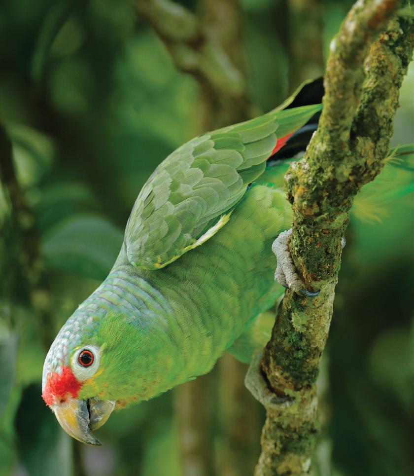 coservatio of the priority parrot species.