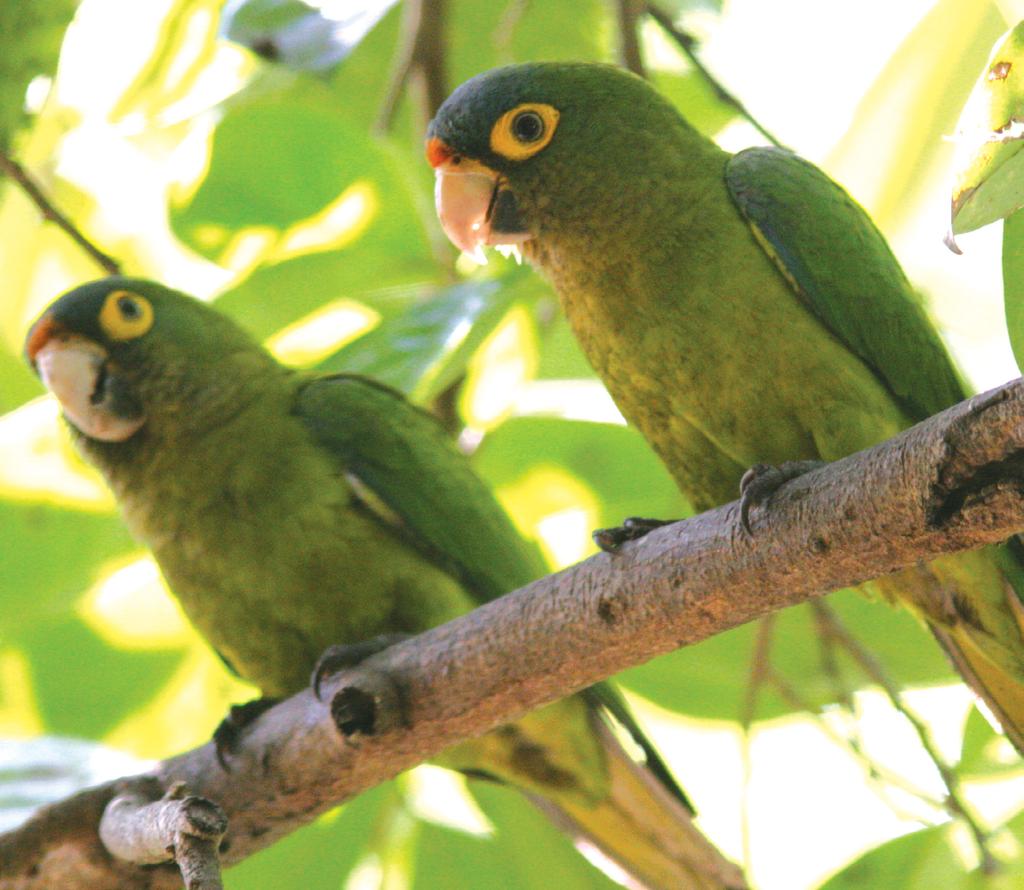 Orage-froted parakeet (Eupsittula caicularis) Idetificatio poses less of a challege for officers whe dealig with imports ad exports, as all parrots are listed i the Appedices of CITES ad must be
