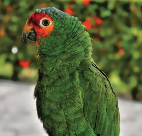 Trade I the Uited States, A. albifros is very hard to fid ow i the pet trade. The average wholesale price for this species is US$250 for a sigle bird (Jorda, i litt.).