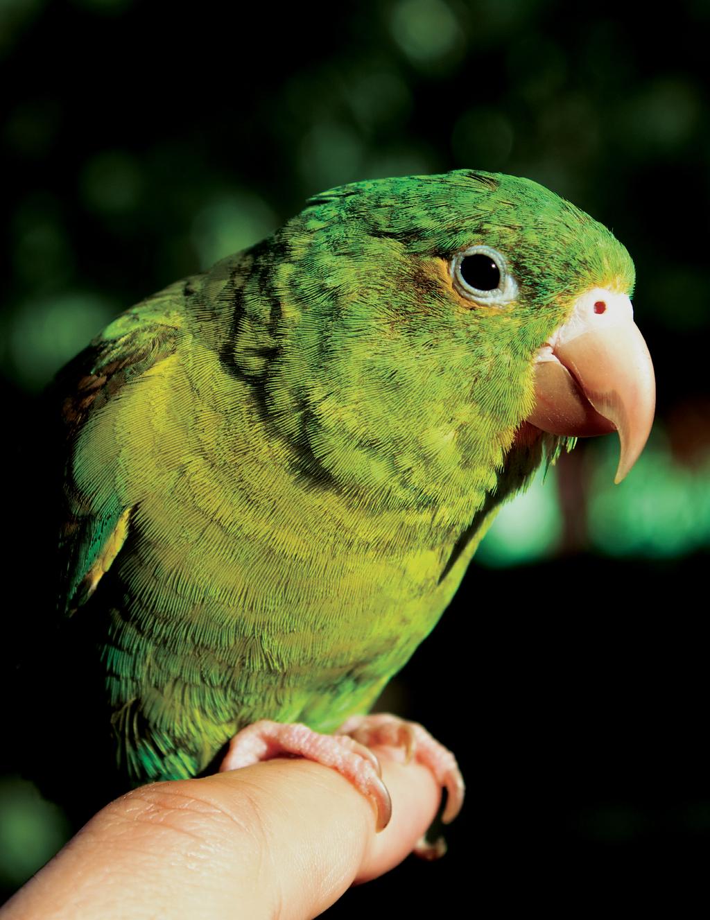Nelso de Witt Orage-chied parakeet (Brotogeris