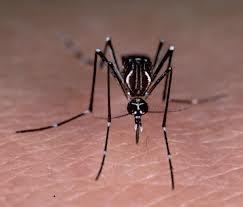 Mosquito (Aedes aegypti) 2013 was found in Madera/Fresno area and San Mateo County and is now found throughout the state Eggs can stay
