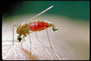 surveillance of mosquitoes and other vectors