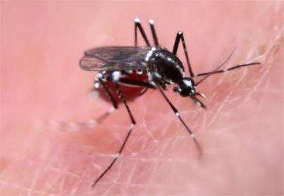 infected Aedes mosquito.