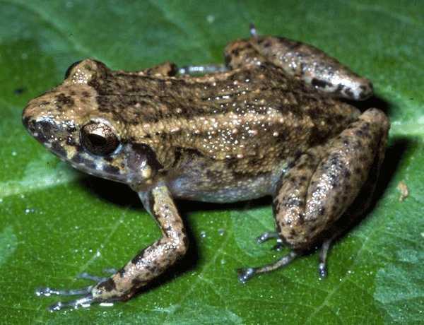 Greenhouse Frog Eleutherodactylus planirostris Native to Cuba Invasive in Coastal Plain,