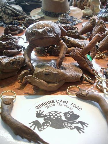Cane Toad Invasion and Evolution