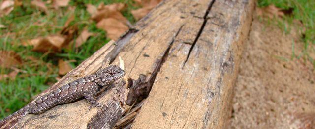 Fence Lizard/Fire Ant System Both predator and prey of