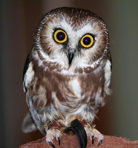 Saw-Whet Owl With a body length of eight inches and an 18-inch wingspan, the saw-whet is the smallest Pennsylvania owl.