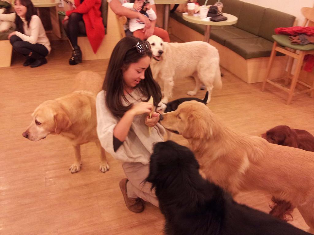 Pet Cafes By: Nikko Pendleton Seoul is the largest city in the world. People crowd the streets and apartments are built to the sky to accommodate the ten million in this small country.