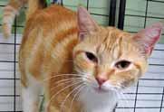 18-month-old male Sinbad: 9-year-old