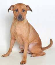 I m just as sweet as the candy I m named after and my coat is a beautiful red color. It s a mystery how a friendly and playful girl like me came to be here at the shelter.
