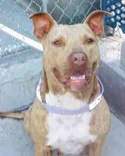 Please call 910-259-7022 to adopt us! Hello! I m Layla, a 2-year-old Pit mix girl who just loves people and other dogs. I have learned the commands of sit and stay and I now walk nicely on a leash.