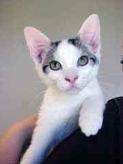 ) You can see my wonderful mother on page 20 - she deserves a loving home, too! Hurry and be the one to fill out my adoption papers, then cuddle me and give me kisses!