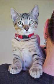 I m the kind of kitty who will sit with you and be excellent company. I m just 1-year-old, spayed, vaccinated and litterbox-trained. There s no doubt I m the sweet girl you re looking for! Hi there!