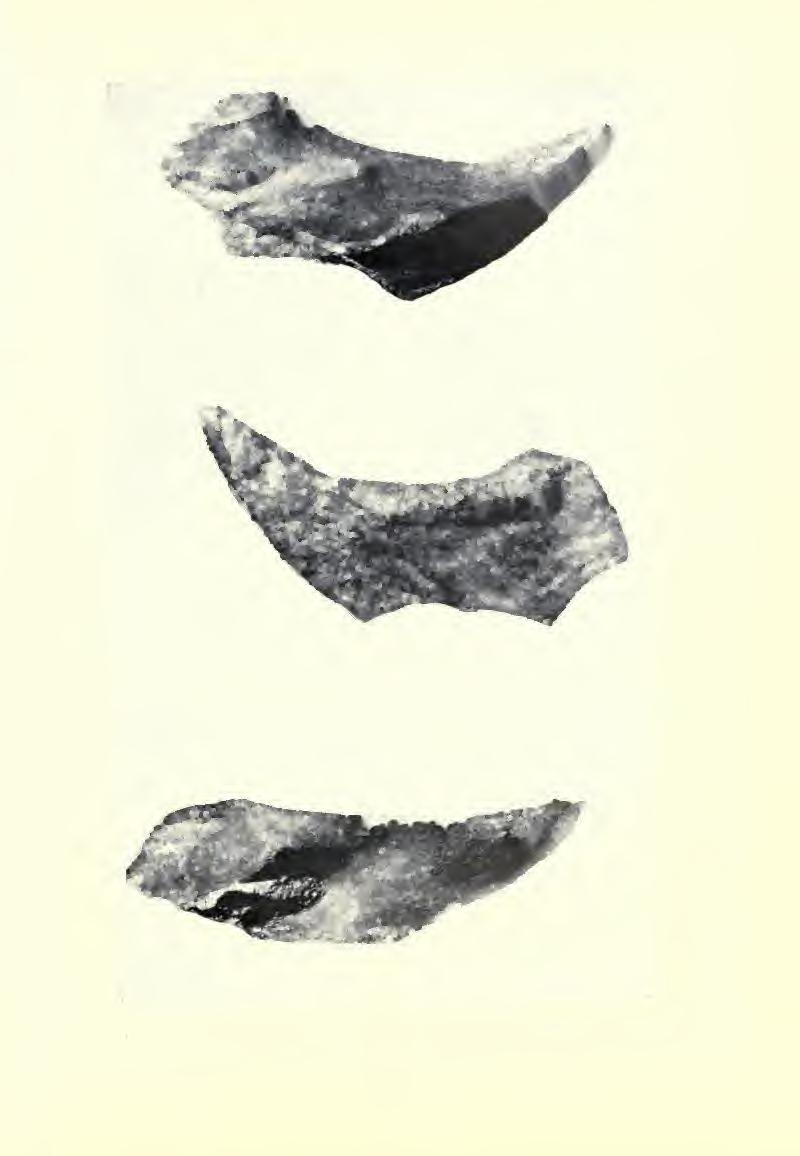 10 mm Fig. 174.