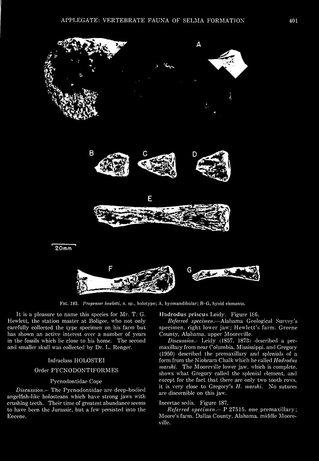 Their time of greatest abundance seems to have been the Jurassic, but a few persisted into the Eocene. Hadrodus priscus Leidy. Figure 1 6. Referred specimen.