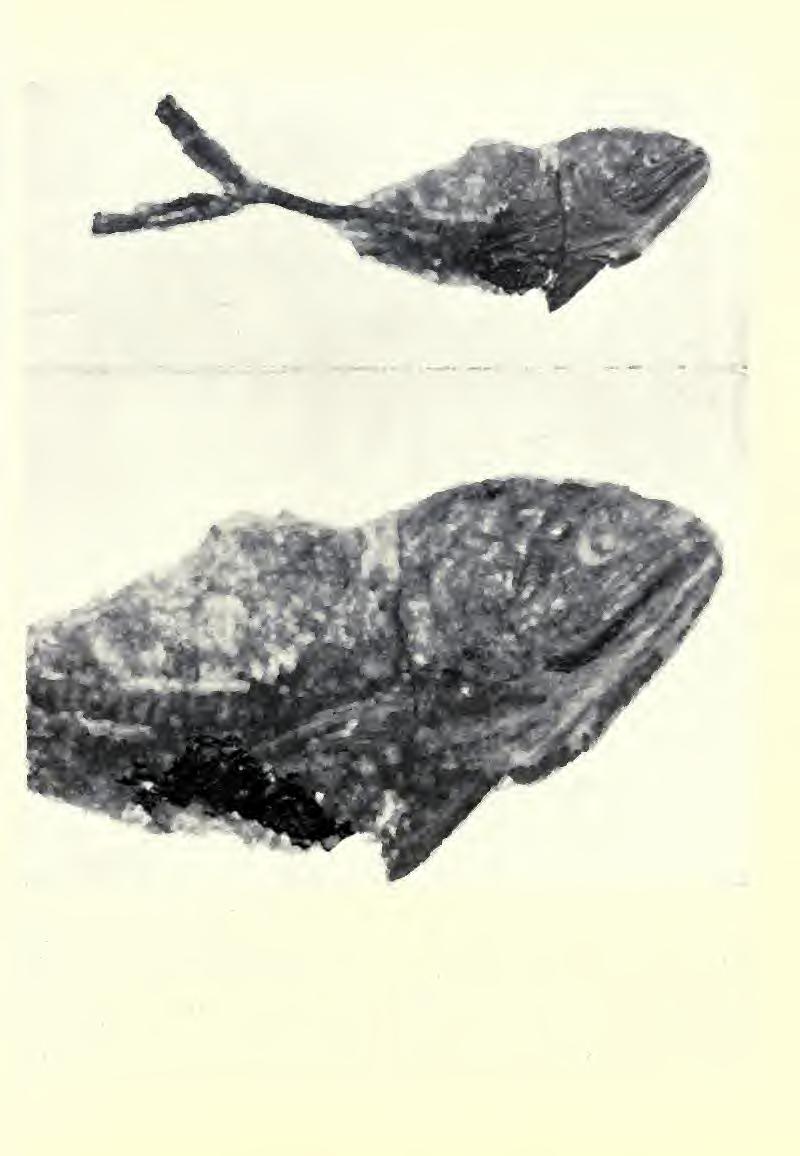 APPLEGATE: VERTEBRATE FAUNA OF SELMA FORMATION 407 20mm Fig. 189. Pachyrhizodus minimus, PF 1697; A, nearly complete fish; B, head and pectoral fins.