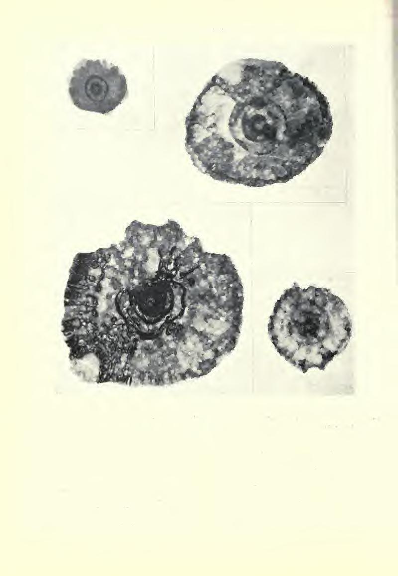 408 FIELDIANA: GEOLOGY MEMOIRS, VOLUME 3 10 mm 10 mm 10 mm Fig. 190. Vertebral cross-sections of Pachyrhizodus; A, P. minimus; B-C, P. caninus; D, P. kingi. Pachyrhizodus minimus Stewart.