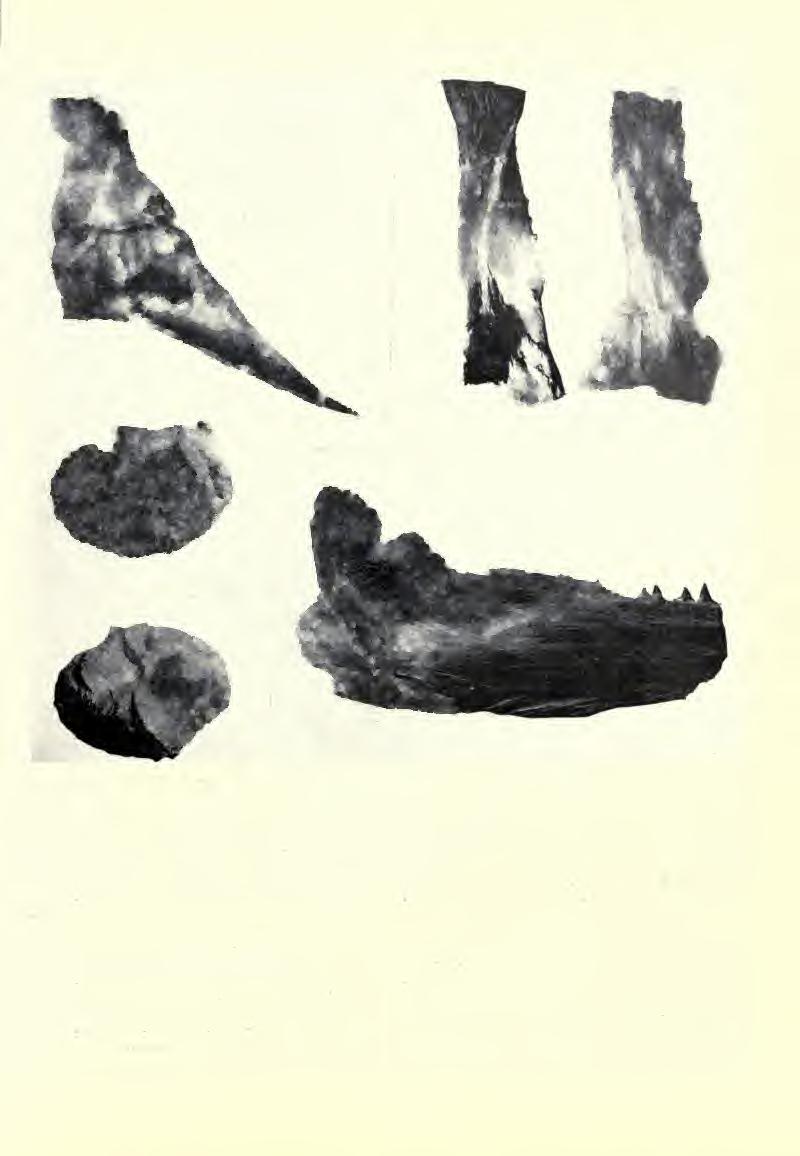 APPLEGATE: VERTEBRATE FAUNA OF SELMA FORMATION 411 20mm Fig. 193. Pachyrhizodus caninus; A, pectoral girdle, attached quadrate.