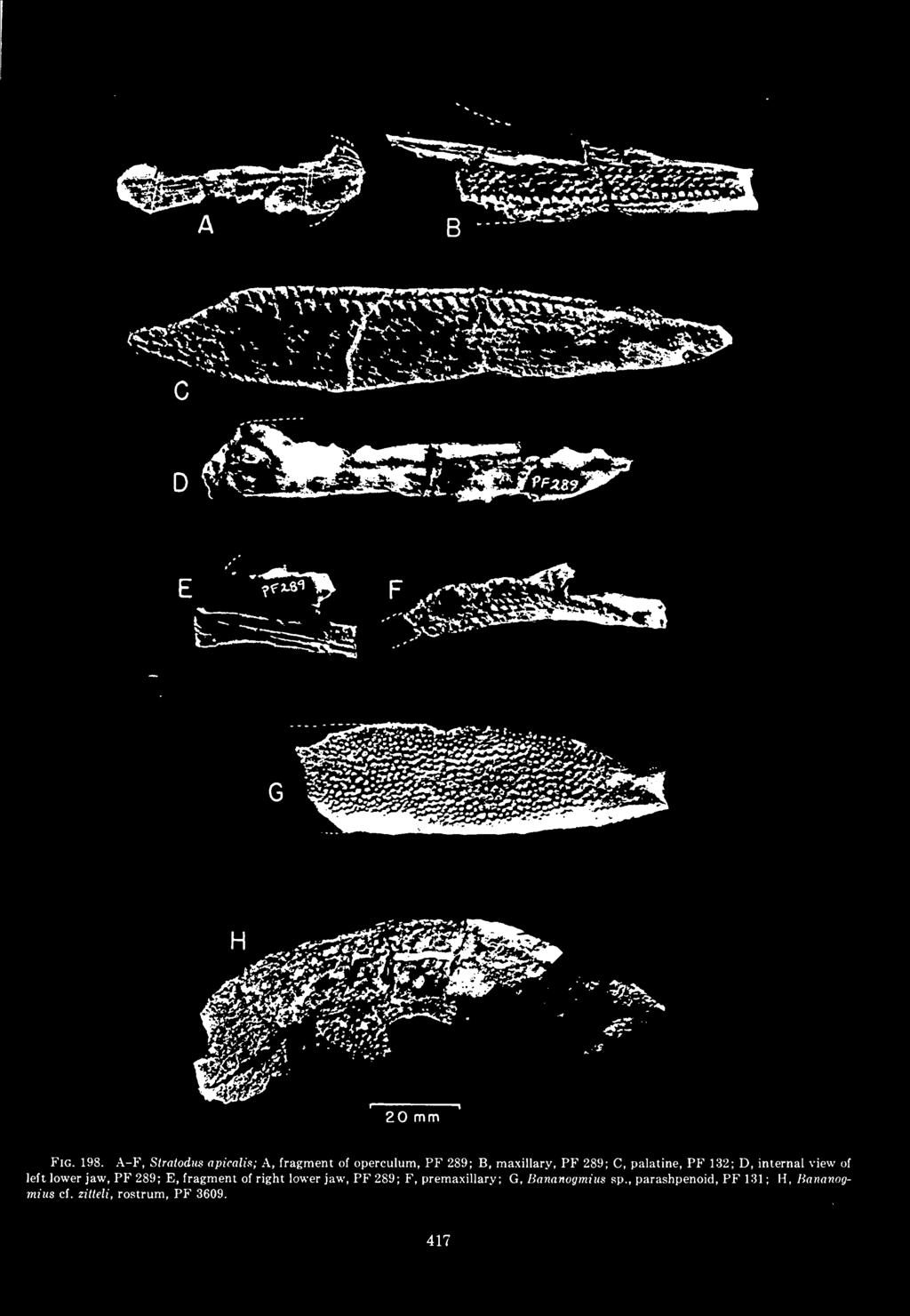 right lower jaw, PF 289; F, premaxillary; G, Bananogmuis