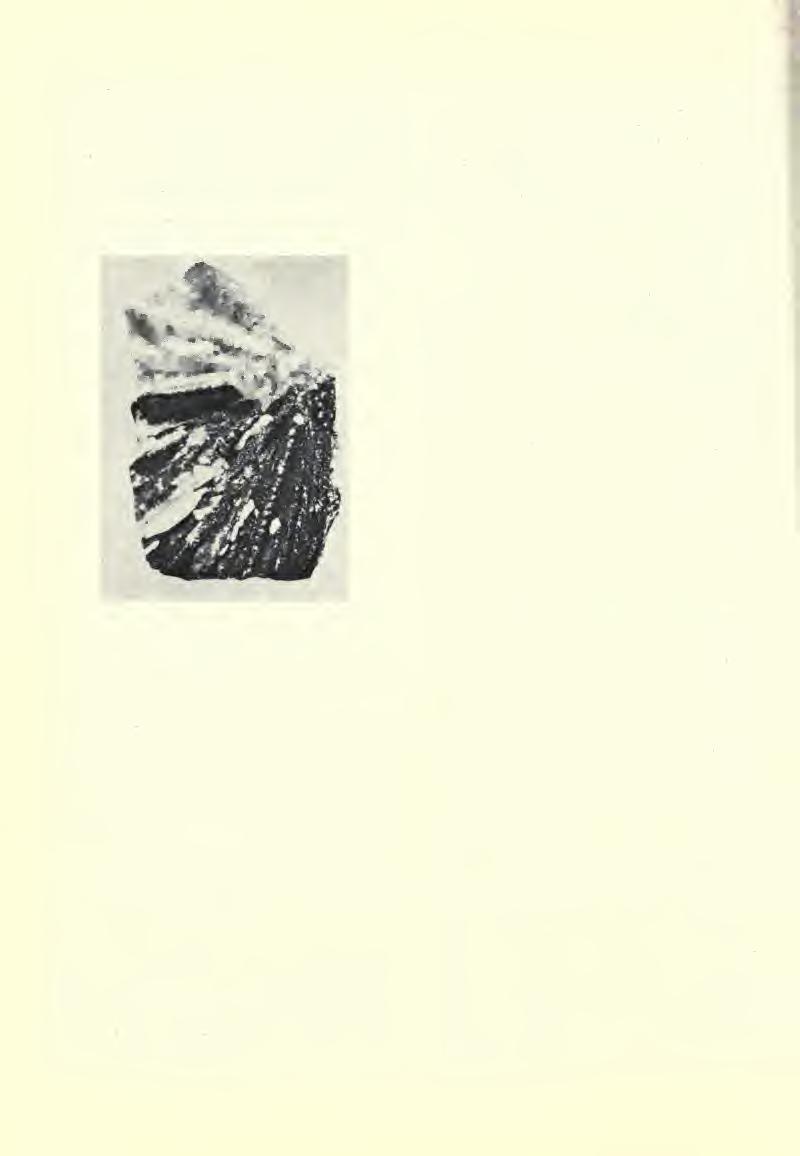 424 FIELDIANA: GEOLOGY MEMOIRS, VOLUME 3 ward (1902, PI. VII, Figs. 3 and 4) from the British Chalk.