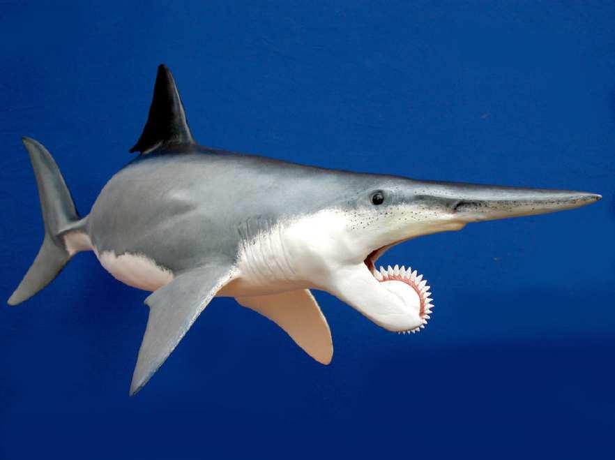 Slide 18 / 22 Answer: Tooth Challenge #1 This is the helicoprion, a shark that went extinct 230 million years ago. Source: Dinopedia. Author: Dino-might1337.