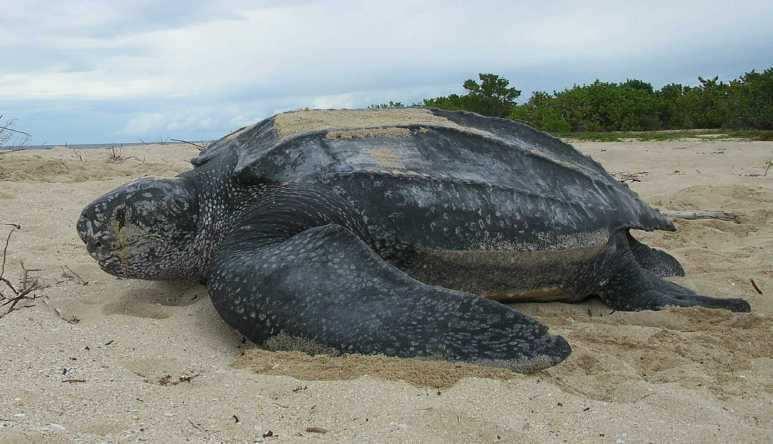 Slide 20 / 22 Answer: Tooth Challenge #3 This is a leatherback sea turtle. Source: YouTube. Author: World 5 List. Source: Wikimedia Commons. Author: U.S. Fish and Wildlife Service Southeast Region.