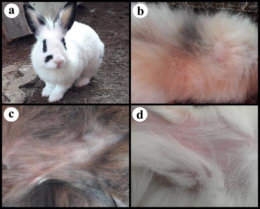 Figure 1 Rabbit without skin lesion (a) and a skin lesion of rabbit (b, c, d). Hyperemia skin (b), alopecia (c) and alopecia with mild hyperemia skin (d).