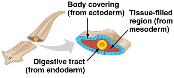 2. Tissues (Germ layers) During the development of an animal embryo, three tissue (germ) layers form. Endoderm Forms on the inside. It will become the digestive system in humans.